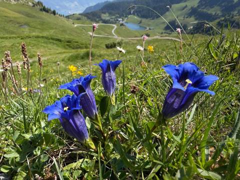 Überregionale Wanderung Maschgenkamm, Bild 3