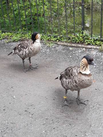 Tierpark Goldau, Bild 4