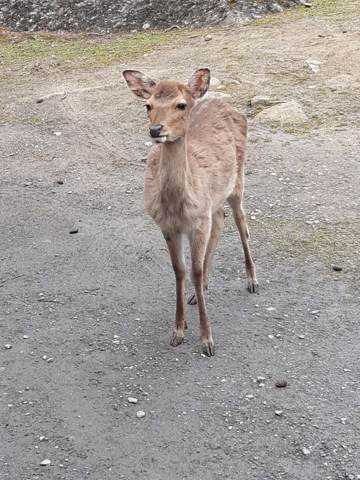 Tierpark Goldau, Bild 5
