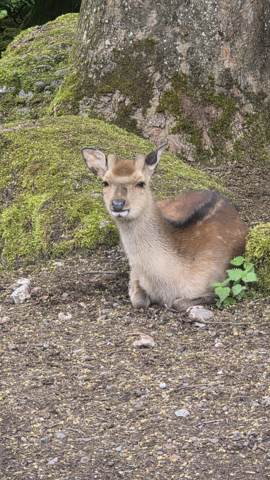 Tierpark Goldau, Bild 6