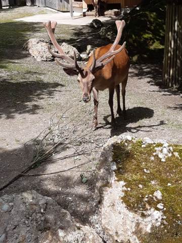 Tierpark Goldau, Bild 7