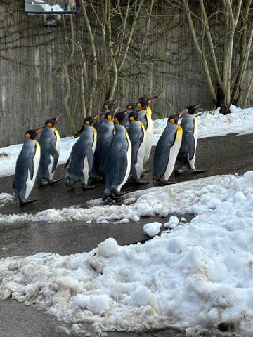 Züri Zoo, Bild 3