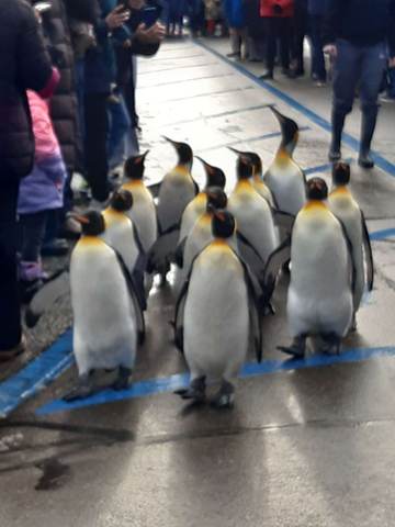 Züri Zoo, Bild 4